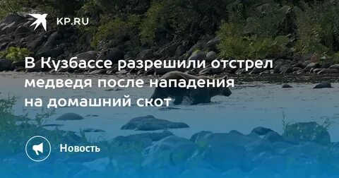 Отстрел медведей разрешение