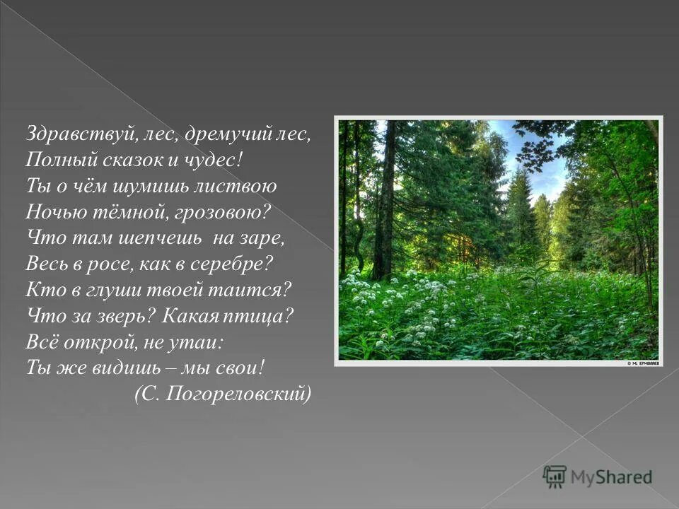 Смешанные леса и поле. Стихи о лесе. Лес полный сказок и чудес. Дремучий лес, полный сказок и чудес. Лес полон сказок и чудес.