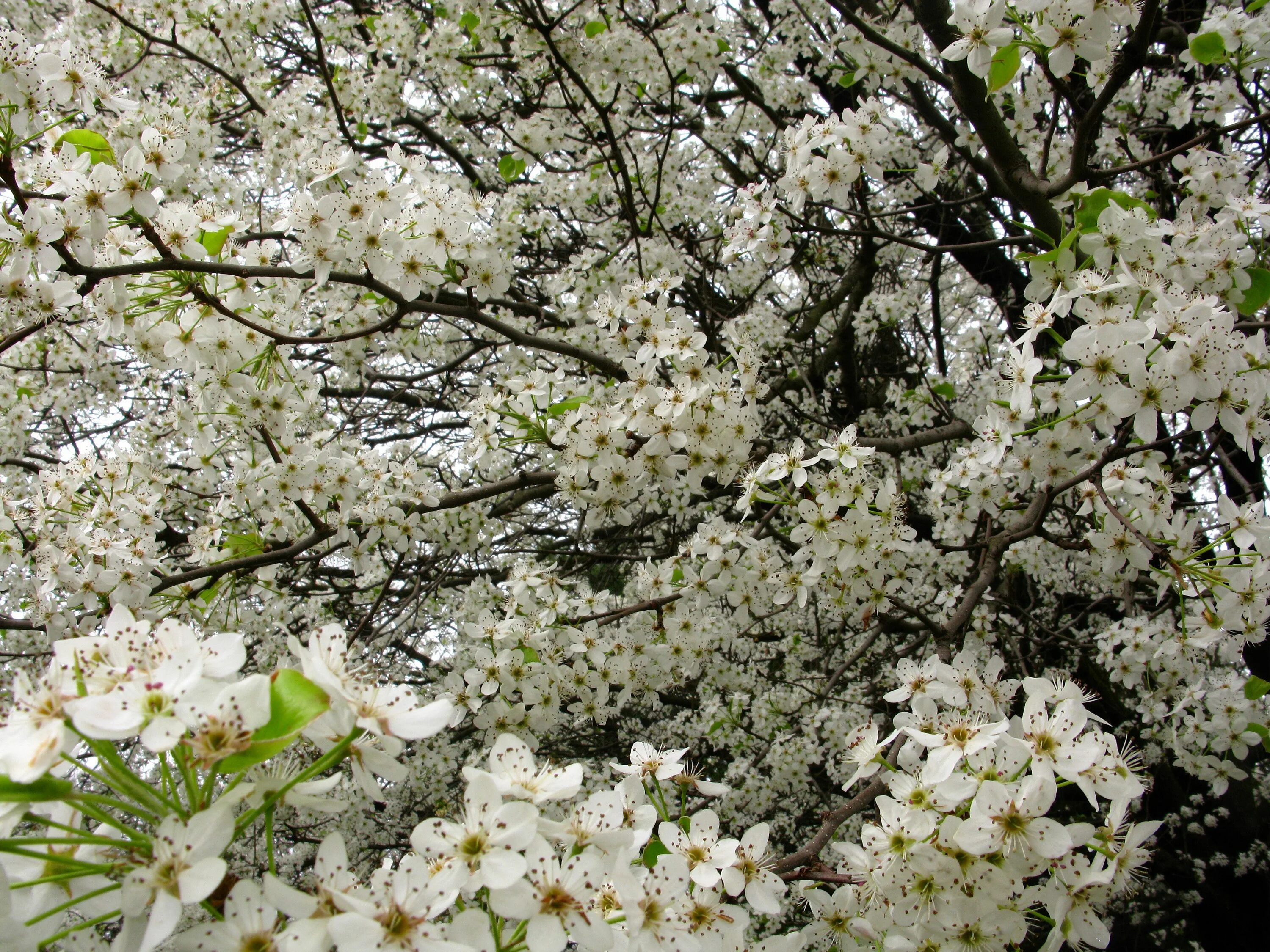 Love blooming pear. Большие белые цветы на дереве. Tree White Flowers Spring. Trees Blooming in Spring. Spring,Flowers Tree , on a White.