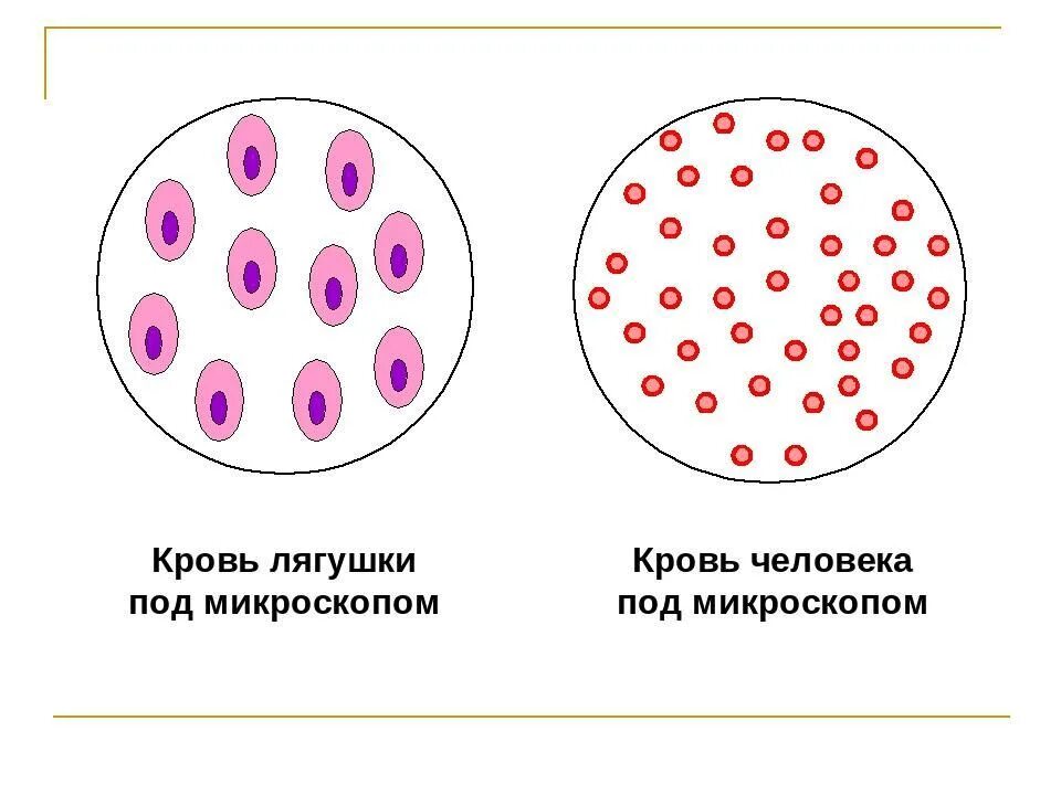 Лабораторная работа сравнение крови лягушки и человека. Эритроциты в крови лягушки под микроскопом. Клетки крови лягушки рисунок. Строение эритроцита крови лягушки. Клетки крови человека и лягушки под микроскопом.