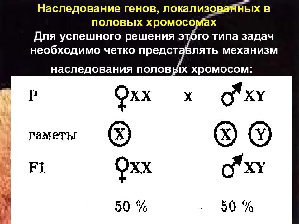 Наследование сцепленное с половыми хромосомами. Задачи на сцепленное наследование с полом двух признаков решением. Решение генетических задач на сцепленное с полом наследование. Наследование генов сцепленных с половыми хромосомами.