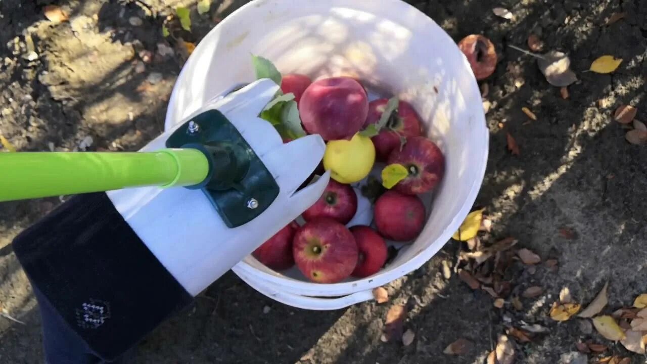 Как собирать яблоки