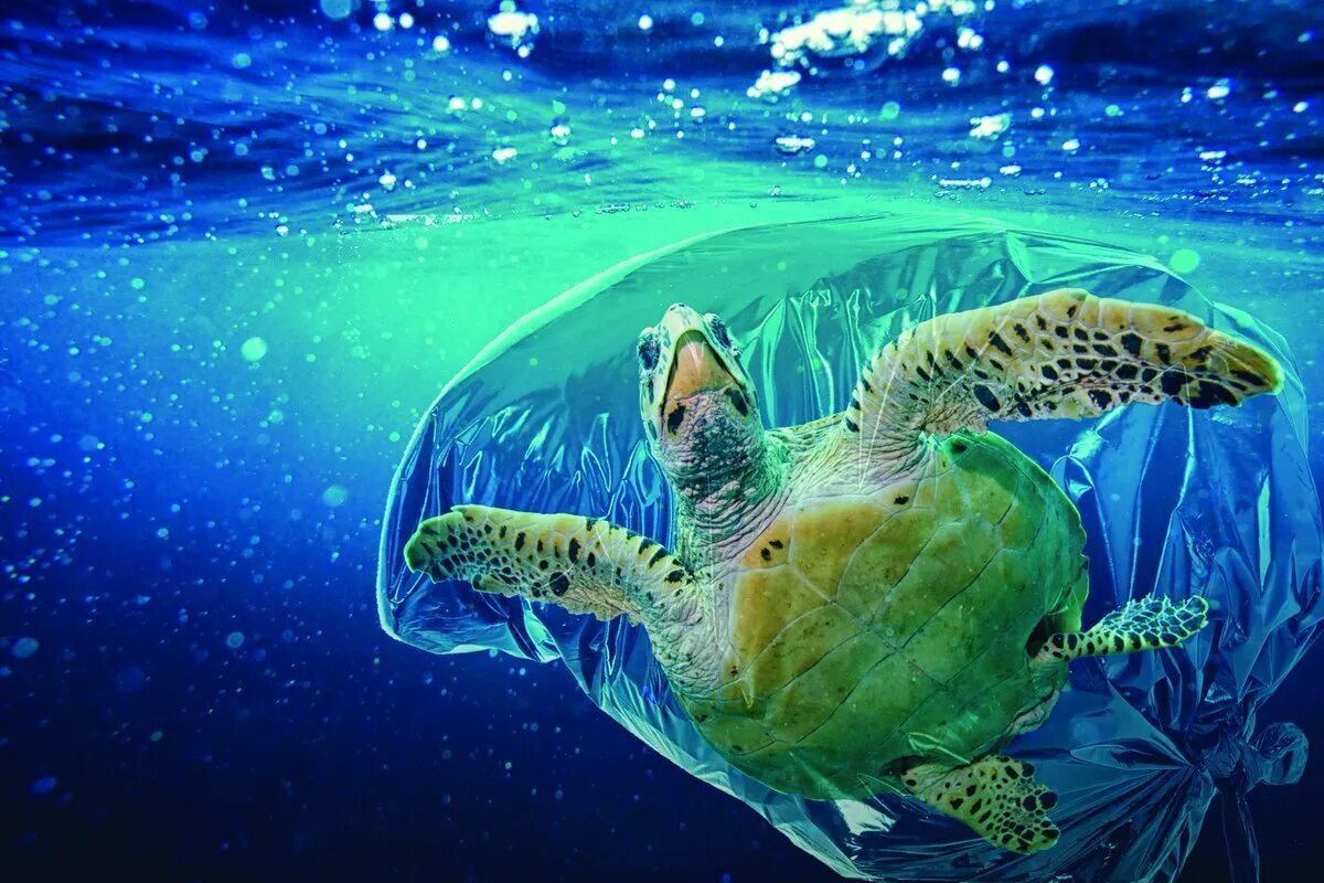 Проблемы черепах. Загрязнение природы животные. Пластиковое загрязнение океана. Черепашки и пластик. Морские животные в мусоре.