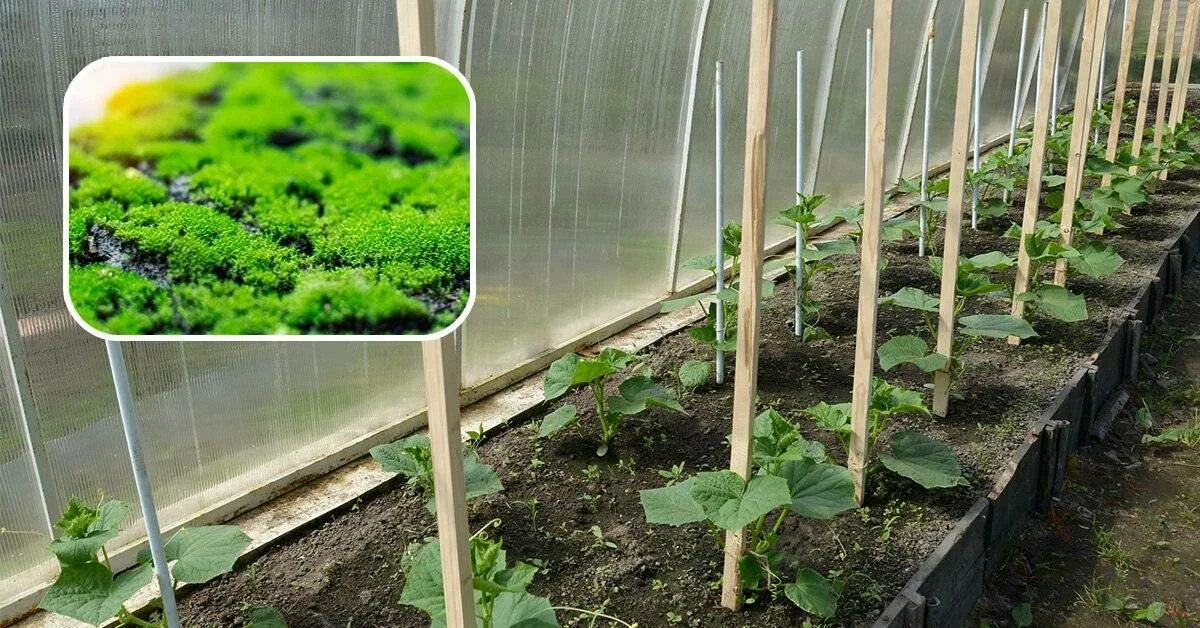 Почему зеленеет земля на огороде