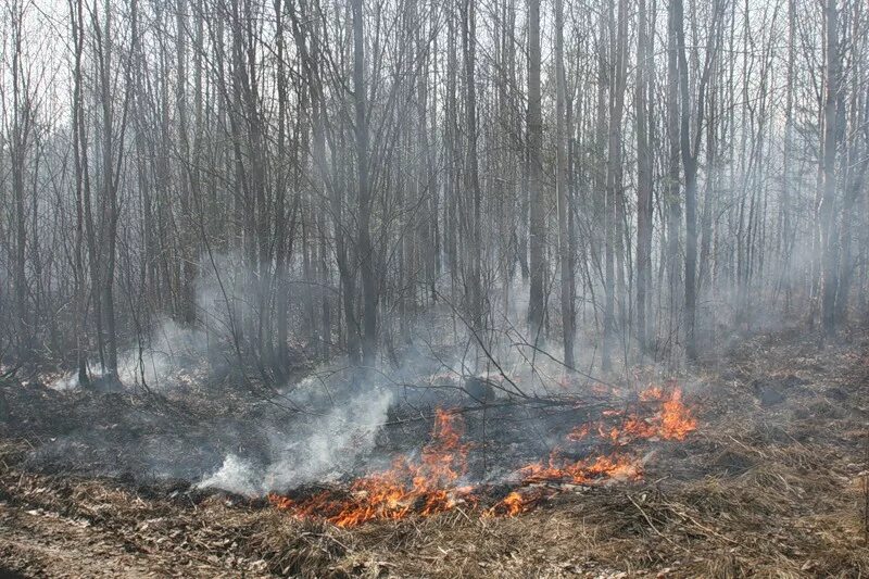 Лесные пожары Брянск. Лес после пожара. Выгоревший лес. Пожар в лесу весной. Горение гарь