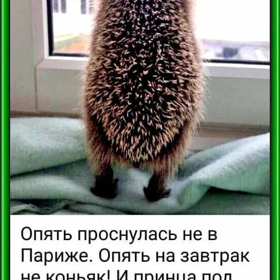 Я снова просыпаюсь одна. Опять вставать. Мемы с котиками. Зачем вообще жить. Настроение не очень картинки.