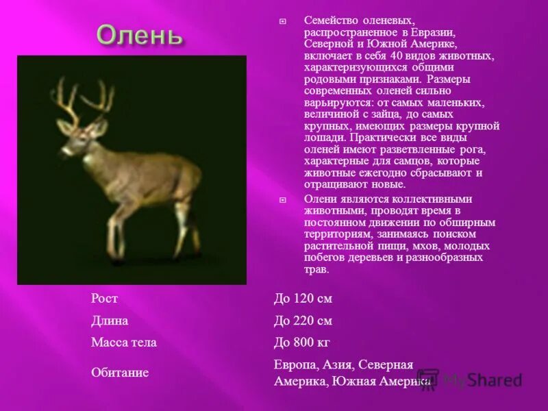 Название животного и продолжительность жизни. Длина тела слона. Вес северного оленя. Вес животных таблица. Задачи про животных.