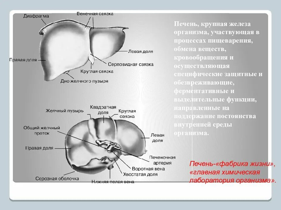 Печень крупная железа. Нижняя диафрагмальная Вена. Нижние диафрагмальные вены. Левая нижняя диафрагмальная Вена.