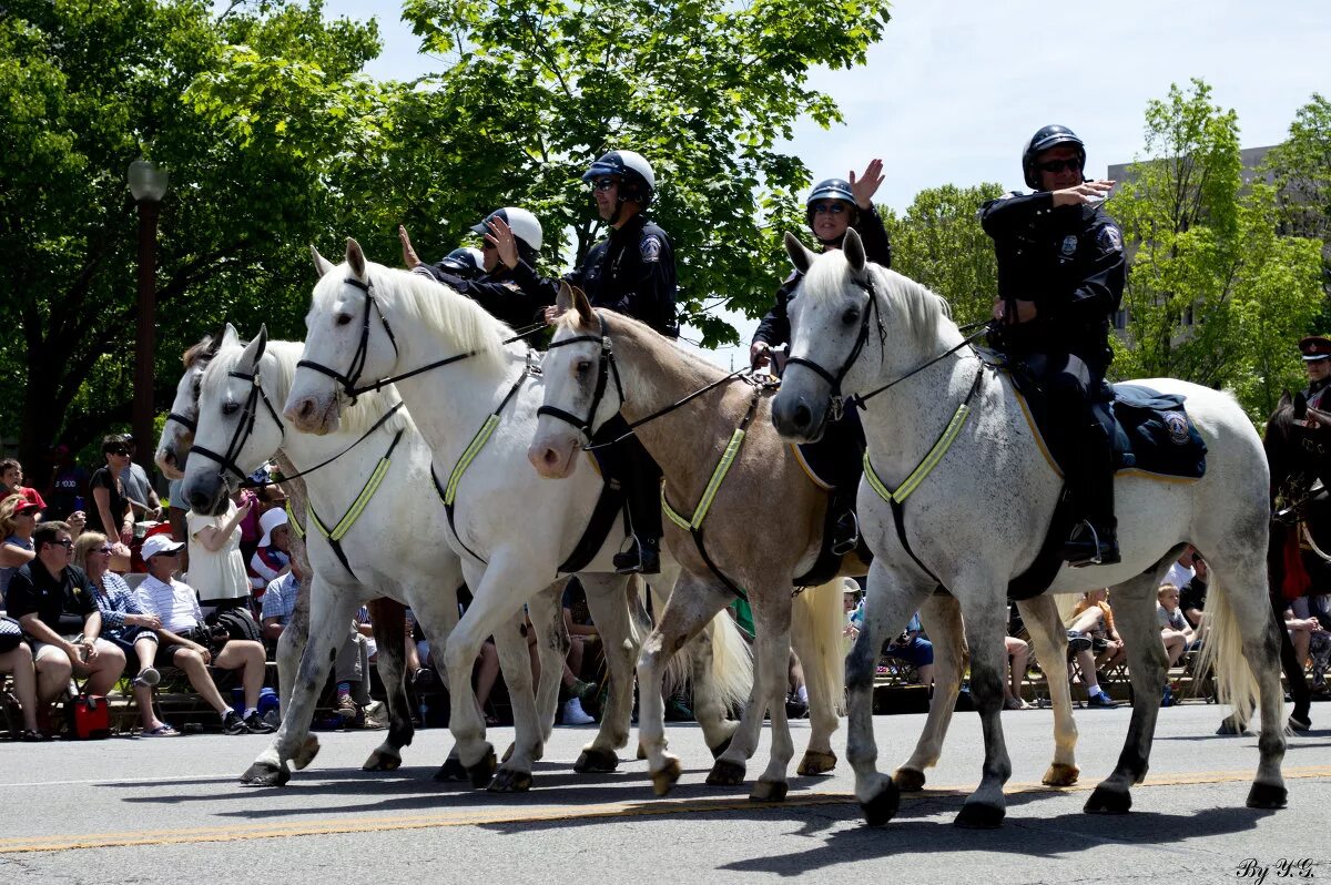 Конная полиция в москве. Конная полиция хорошие качества. Конная полиция хорошие качества. Ярославская конная полиция. Артур смольянинов конная полиция.