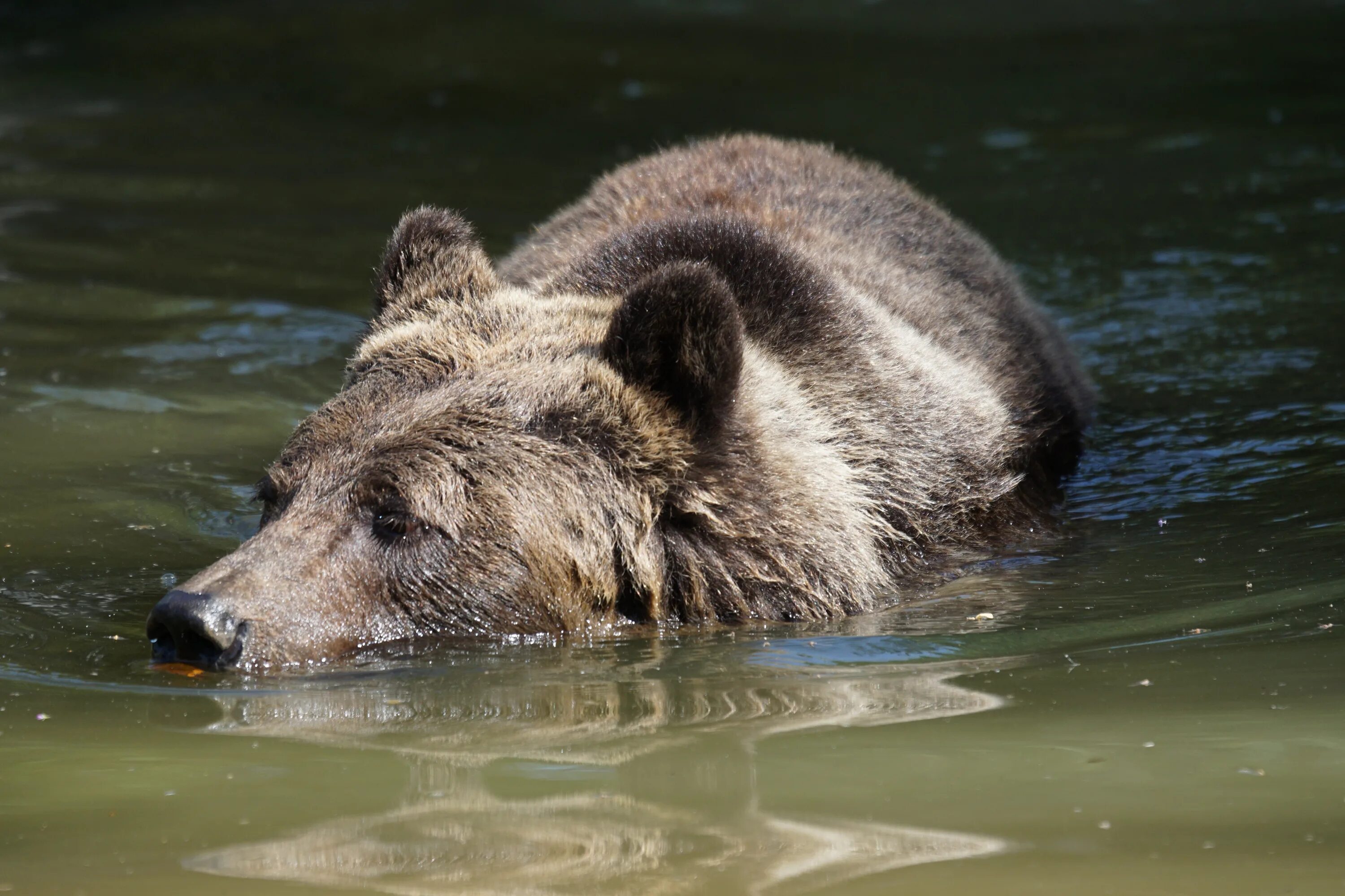 Can bears swim