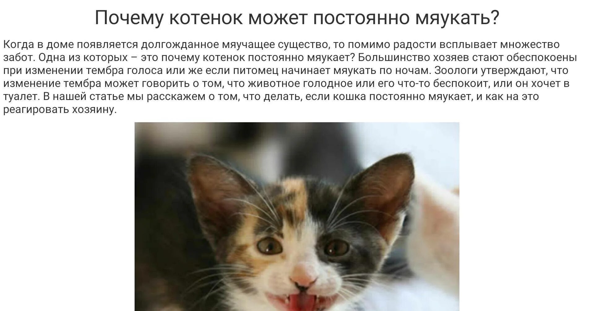 Почему кошка постоянно мяукает. Почему котята мяукают. Почему кот мяукает без причины. Почему котенок не мяукает.