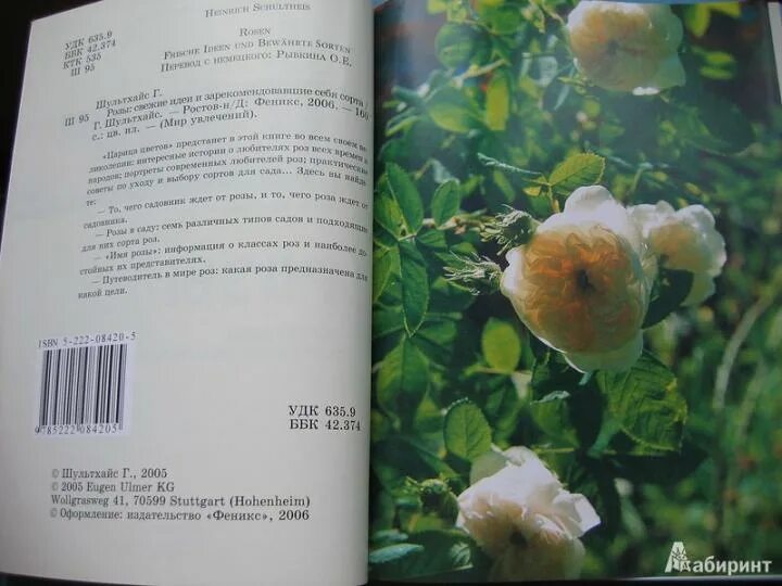 Как распускается роза Светлана (Чайно гибридная) Тimelapse Rose 4К. Svetlana (Ec