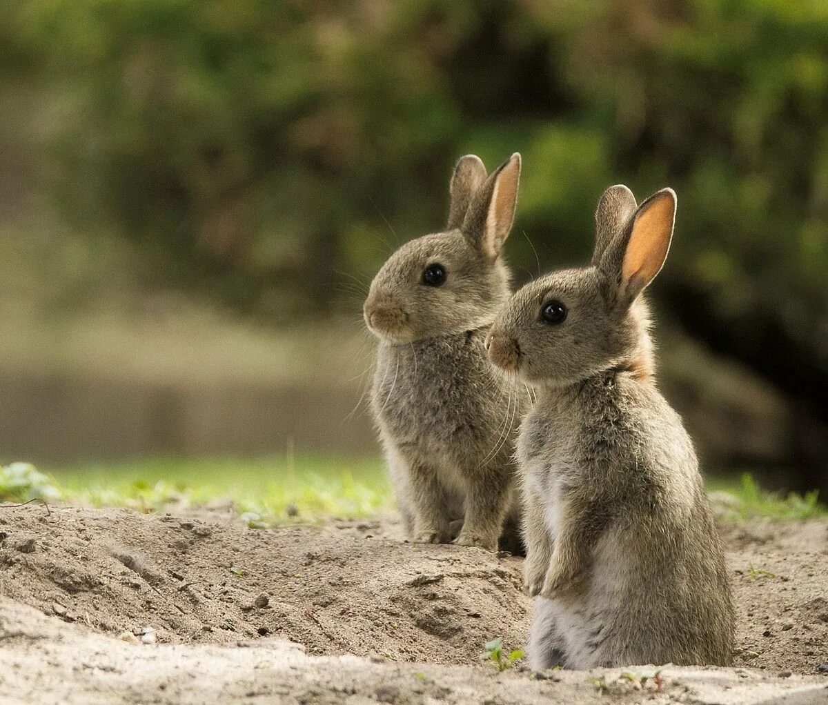 Много зайки. Зайчата листопаднички. Семья Зайцев заяц зайчиха и Зайчата. Зайчиха с зайчонком. Кролики в природе.