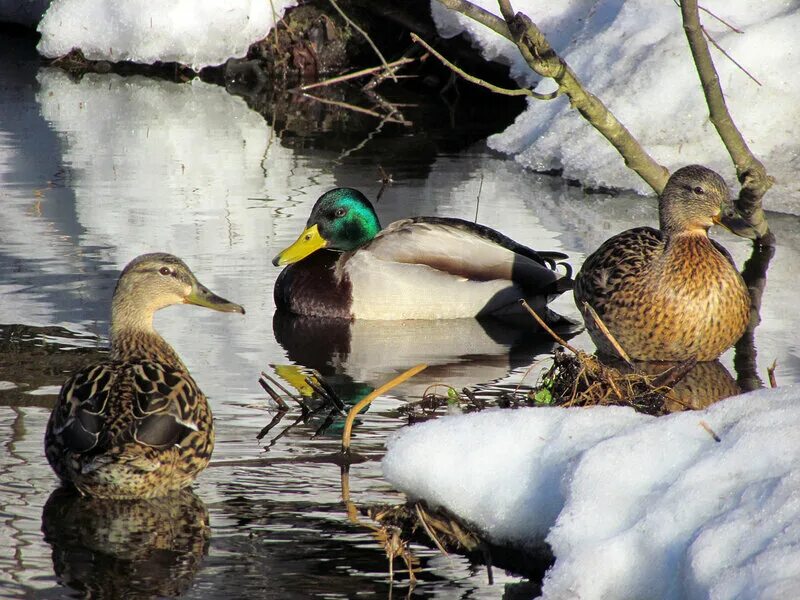 осенний селезень кряквы. лайсанская кряква. птицы на воде. утки весной. утка кряква зимой.
