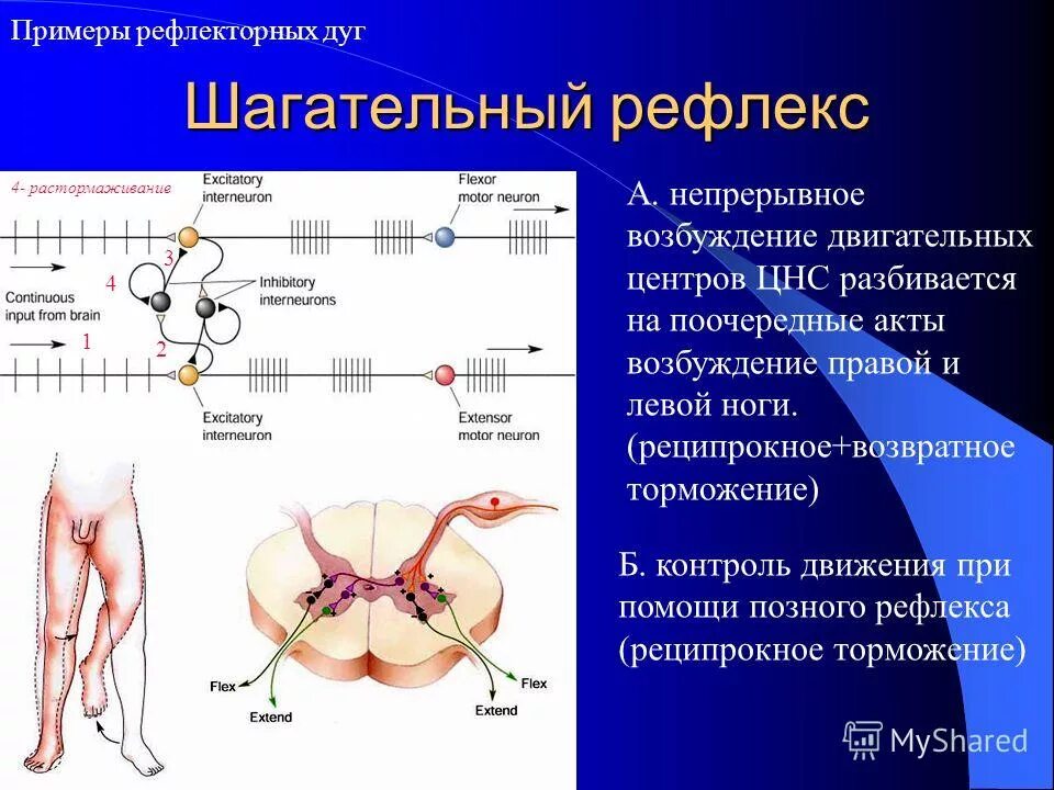 задачи на окружность. хорда круга. свойства дуг в окружности. угол дуги окружности. длина дуги окружности формула через диаметр.
