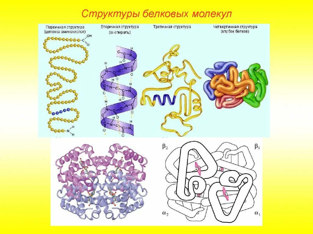 Строение и структура белковой молекулы. Белковая молекула первичная структура. Белок первичная структура вторичная третичная. Первичная вторичная четвертичная структура белка. Молекула белка уровни организации белковой молекулы