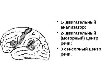 Отделы речевого анализатора