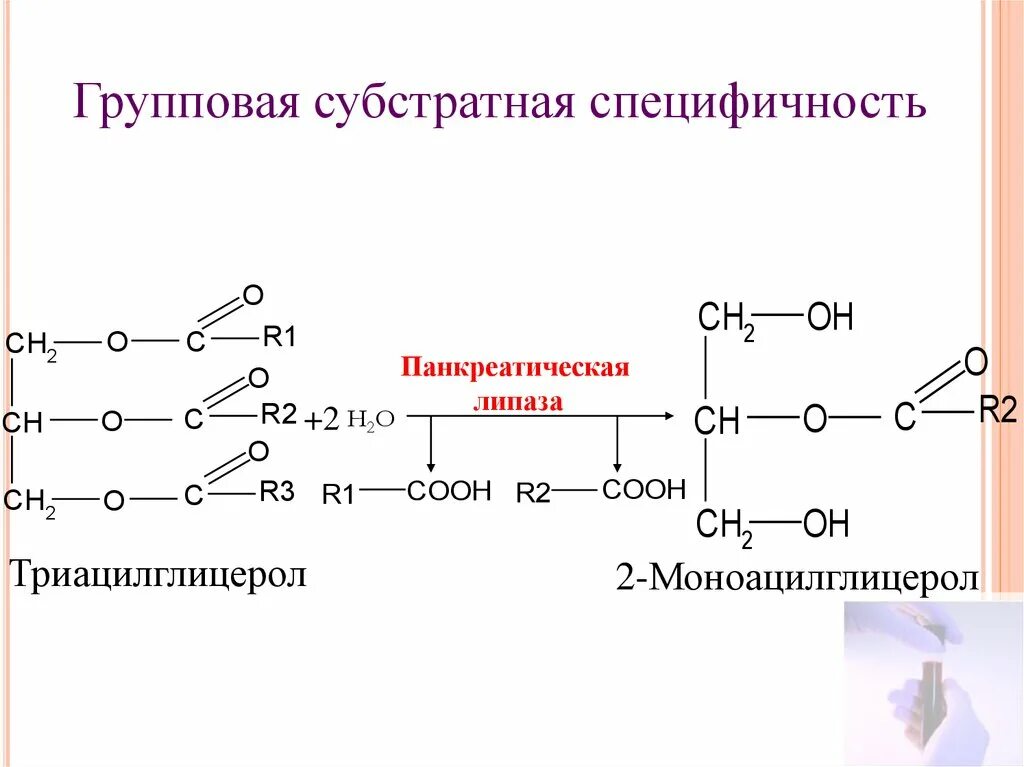 Групповая специфичность. Групповая специфичность ферментов. Групповая Субстратная специфичность. Фермент с относительной субстратной специфичностью. Реакция катализируемая панкреатической липазой.