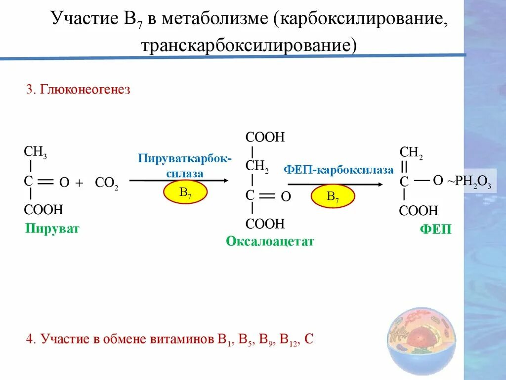 Биотин реакции карбоксилирования. Карбоксилирование биохимия. Витамин н участие в реакциях карбоксилирования. Витамины участвующие в глюконеогенезе. Участвует в белковом обмене