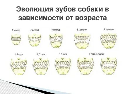 Во сколько у собаки меняются молочные зубы