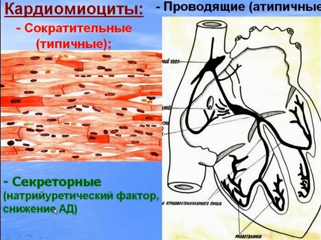 Атипичные кардиомиоциты строение. Проводящте кардиомиоциьы. Проводящие корлиомиоцинцы. Проводящие кардиомиоциты.