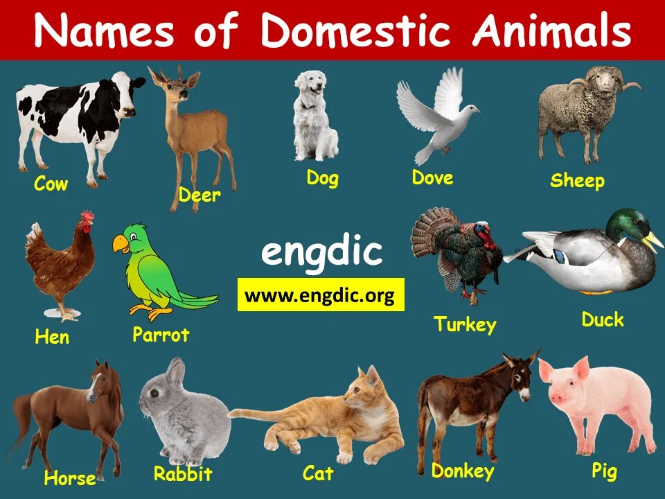 Domestic animals. Wild animals and domestic animals. Domestic animals in English. Domestic animals перевод.