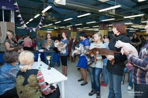 Выставка кошек казань