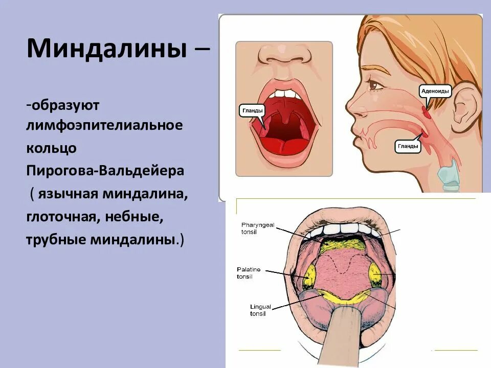 Выполняемые функции миндалины. Выполняемые функции миндалины
