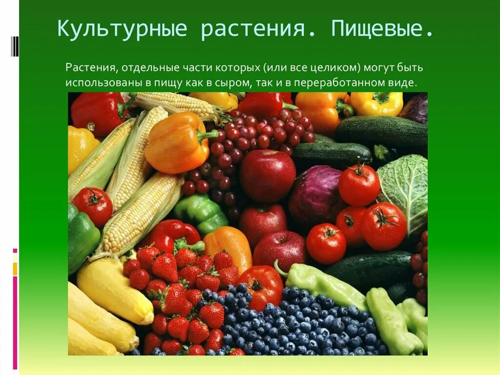 Культурные растения. Сорта культурных растений. Пищевые культурные растения. Культурные растения картинки. Значение культурных растений в жизни человека 7