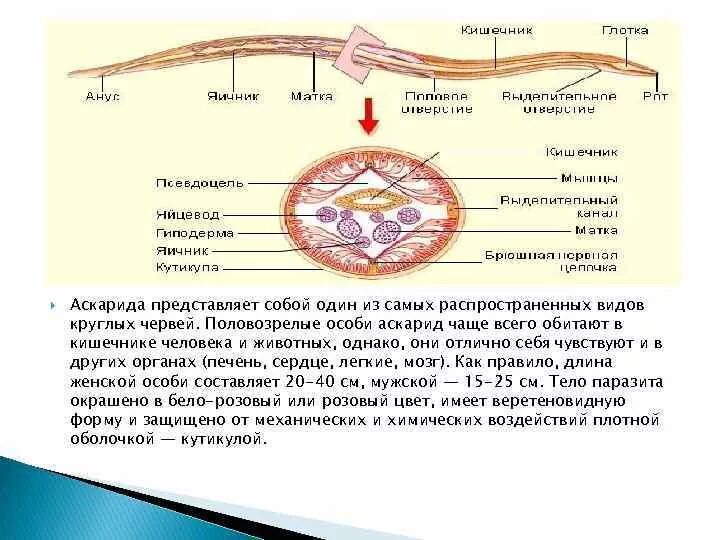 В каком органе обитает взрослая особь аскариды. Аскарида место локализации. Круглые черви аскарида человеческая. Строение аскариды биология. Строение кишечника круглых червей.