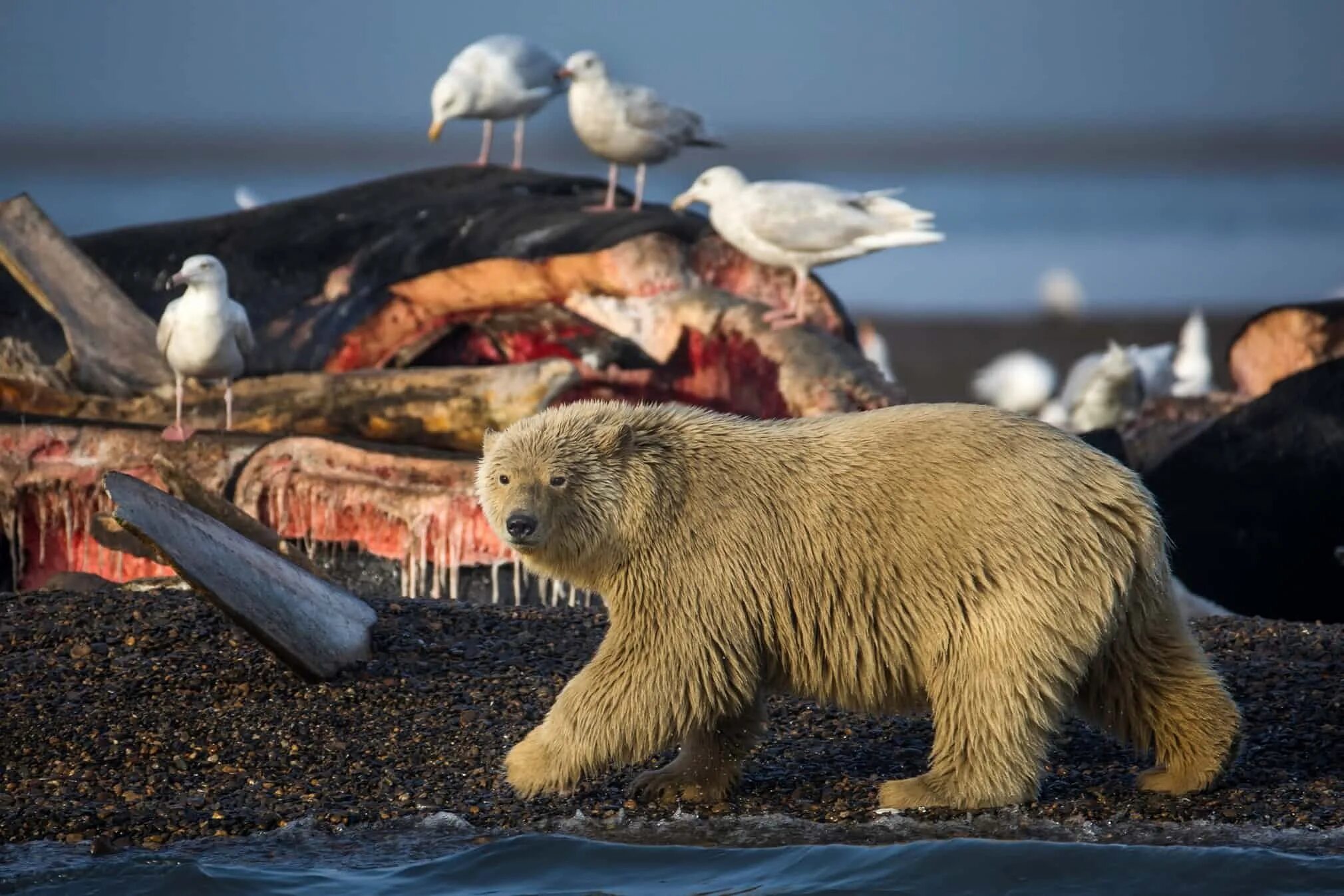 Обитатели аляски. Белые медведи на Аляске. Арктические животные. Фауна Арктики. Живая природа Арктики.