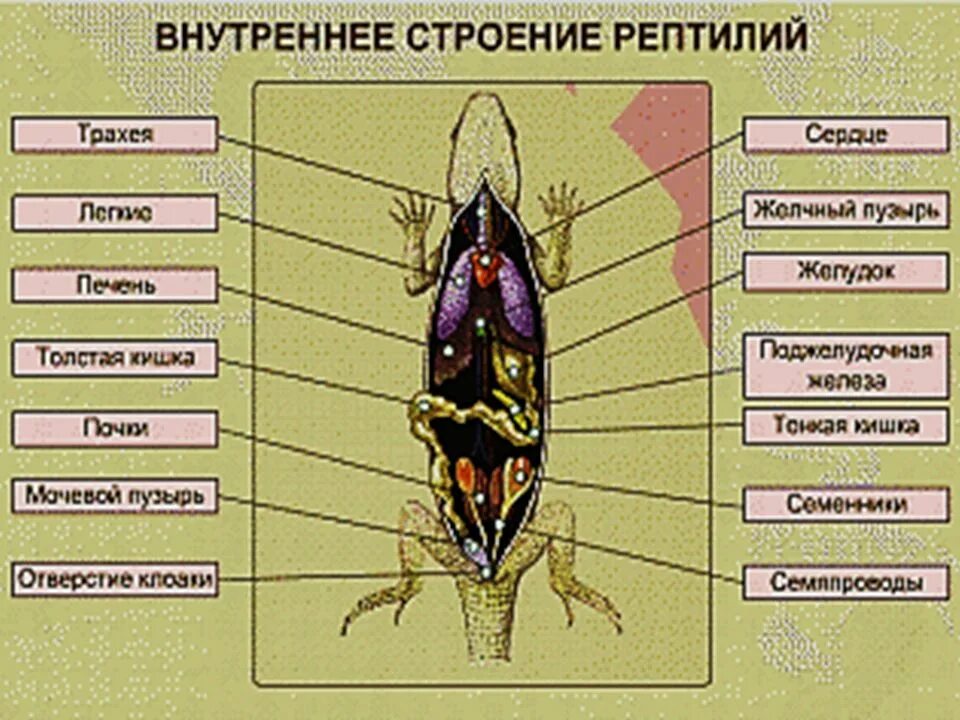 Внутренние органы рептилий. Внутреннее строение пресмыкающихся. Внутреннее строение пресмыкающихся схема. Внутренне строение ящерицы. Наружное строение рептилий.