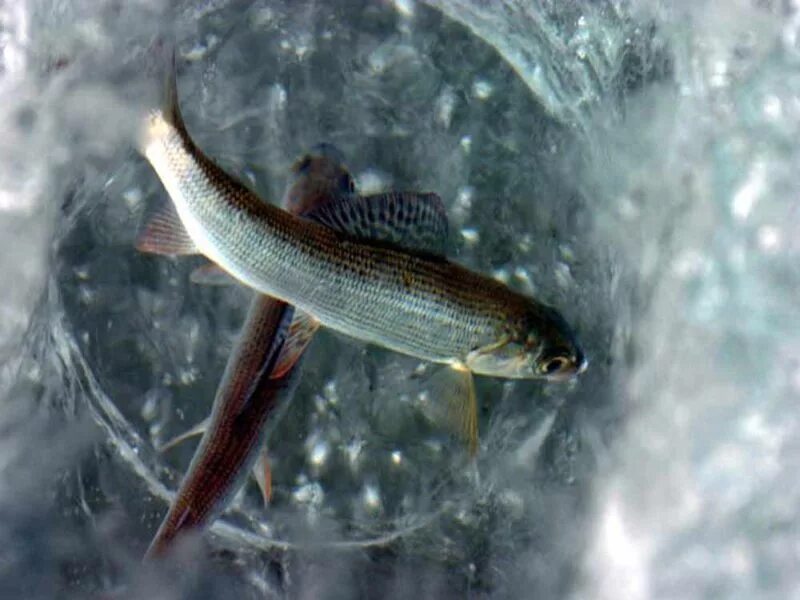 Хариус подо льдом. Речной малек хариуса. Пяозеро сиг. Хариус подо льдом. Хариус из подо льда.