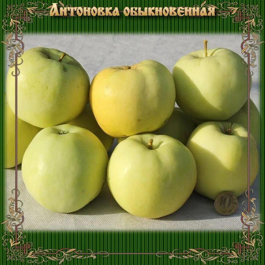 Антоновка херсон. Яблоки антоновка. Яблоня антоновка. Яблоня антоновка обыкновенная. Сорт яблок похожий на антоновку.