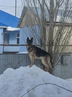 Көз жасына дейін секс машинасымен жыныстық қатынас