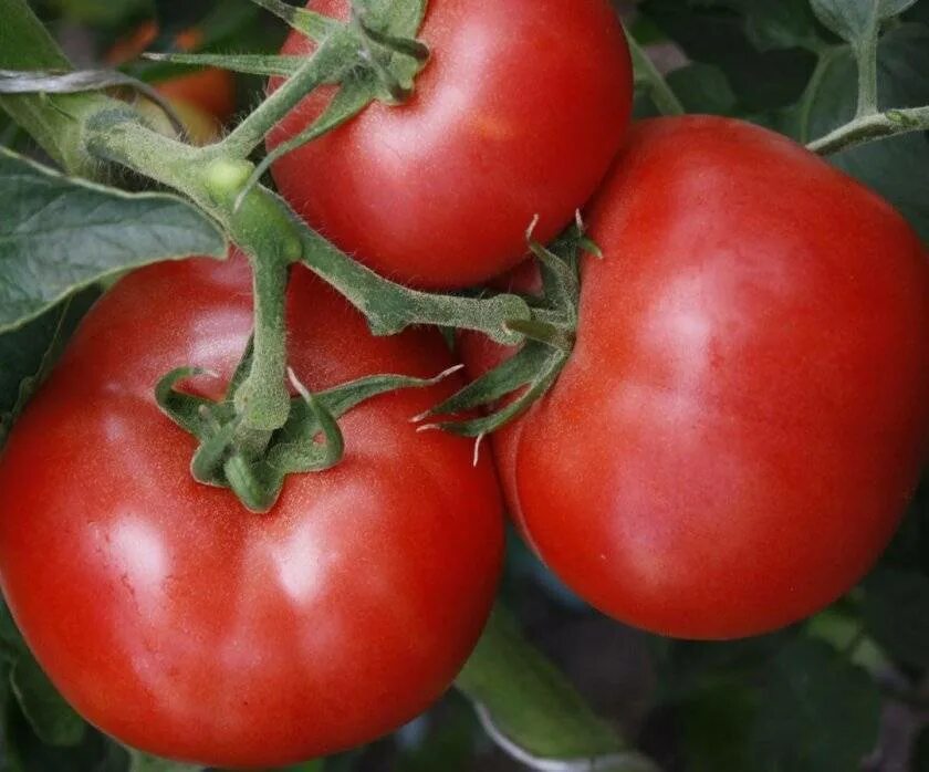 Какие ранние сорта помидор. Томаты Семко устойчивые к кладоспориозу. Томат тепличный крупноплодный. Томат грунтовый жароустойчивый. Томат тепличный крупноплодный красный.