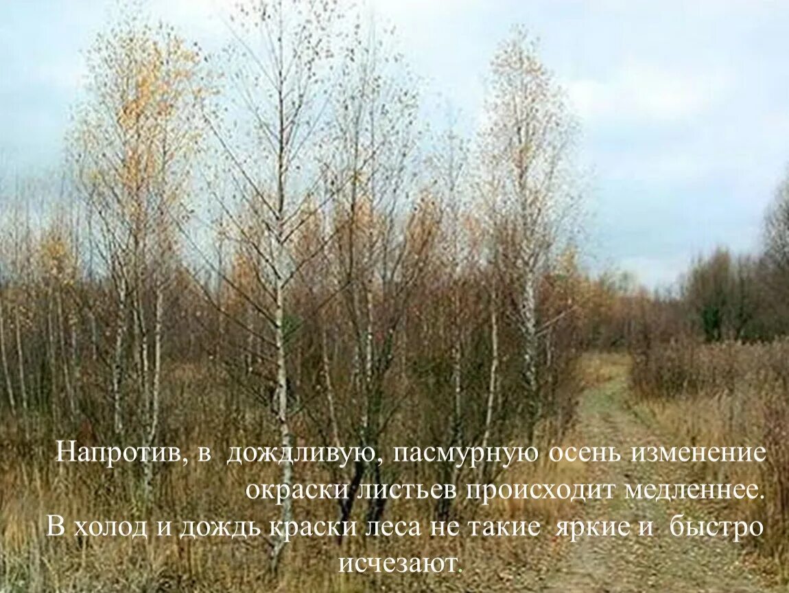 У каких деревьев листья остаются зелеными. Какие деревья остаются зелеными осенью. деревья у которых листья остаются зелеными до заморозков. какие деревья остаются зелеными до заморозков. деревья потеряли свою листву.