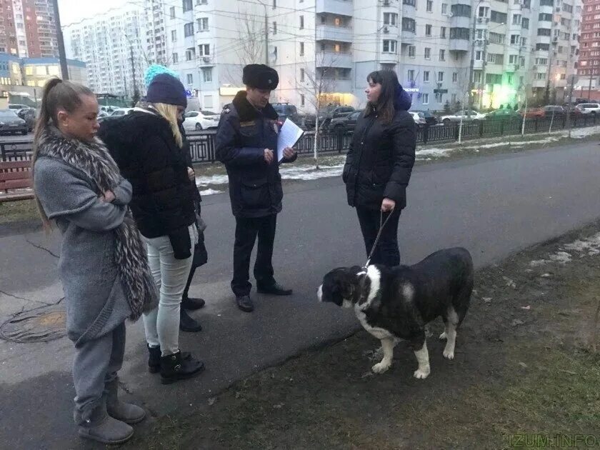 Поводок для собак. Гулять с собакой. Собака на улице на поводке. Собака гуляет в наморднике. Собака гуляет без хозяина