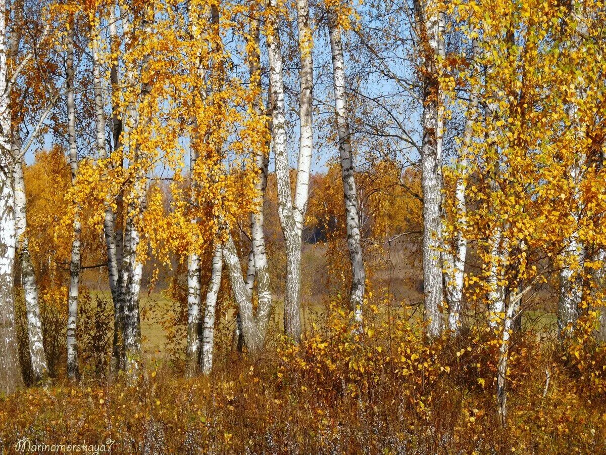 Осенняя береза. Осенний лес березы. Береза в октябре. Береза осень.