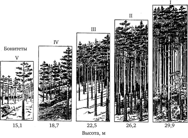 Основные ярусы составляющие вертикальную структуру. Шкала бонитета леса. Бонитет лесных насаждений. Таблица Орлова бонитет леса. Классы бонитета насаждений.