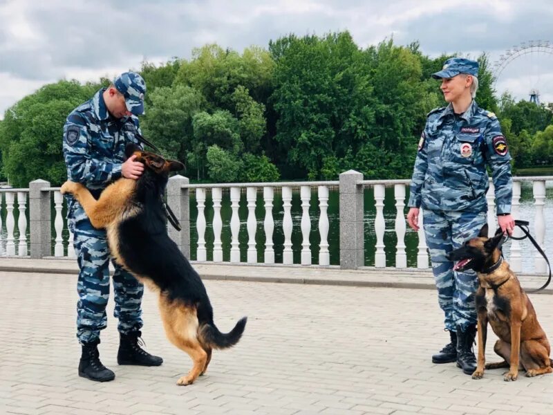 Кинолог высшее. ЦКС ВАО МВД. Центр кинологической службы УВД по ВАО. Центр кинологической службы МВД Москва. Кинологическая служба полиции МВД России.