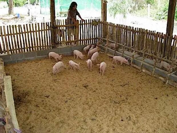 Загон для поросят. Сарай для свиней. Загородки для свиней. Свиньи в стойле. Свиньи на участке