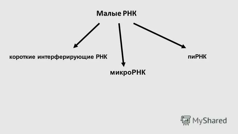 Малые интерферирующие РНК. Короткие интерферирующие РНК. Малые интерферирующие РНК схема. Малые интерферирующие короткие ПИРНК.