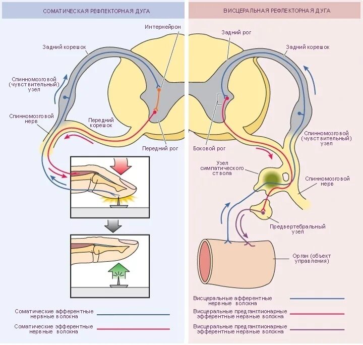 Висцеральный рефлекс. Вегетативная рефлекторная дуга схема. Строение дуги вегетативного рефлекса. Физиология нервной системы рефлекторная дуга. Рефлекторная дуга ВНС физиология.