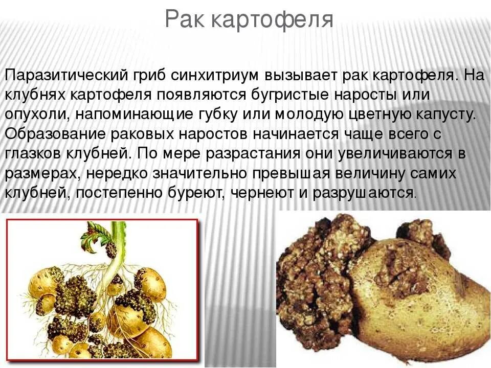 Для предотвращения грибковых заболеваний клубни картофеля. Раковые болезни картофеля. Болезни клубней картофеля. Повреждения клубней картофеля. Болезни корнеплодов картофеля.