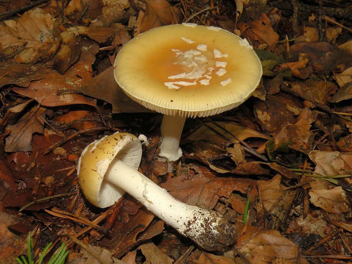 Грибы шляпка желто коричневая. Гриб Amanita gemmata. Жёлтая поганка гриб. Мухомор ярко-желтый Amanita gemmata. Мухомор Королевский.