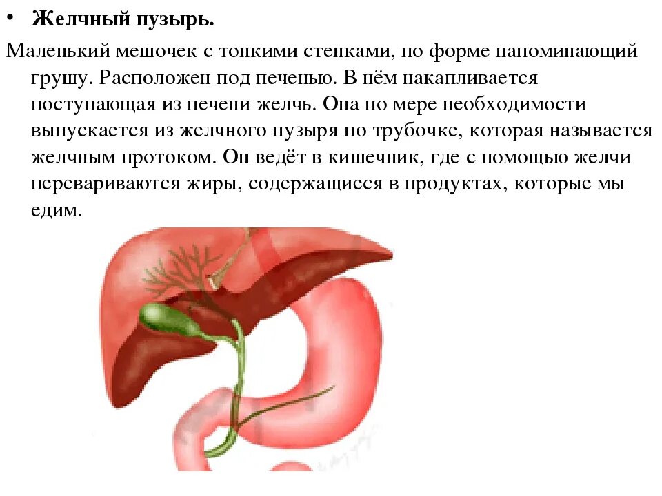 Желчный пузырь простыми словами