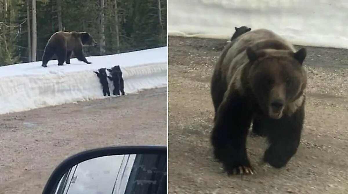 Медведь лишил ее жизни. Медведь в реальной жизни.