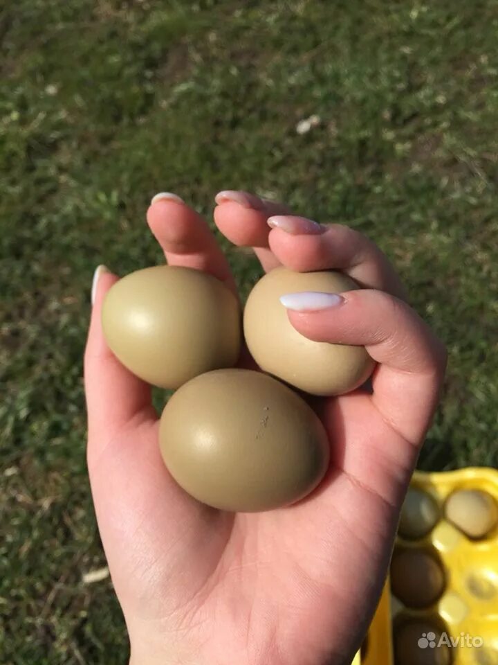 Яйцо фазана. Яйцо фазана фото. Покажи яйцо фазана. Какого цвета яйца у фазана.