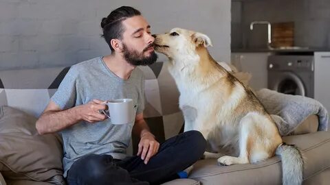 How to understand a dog: 5 gestures of the pet which owners mistakenly inte...